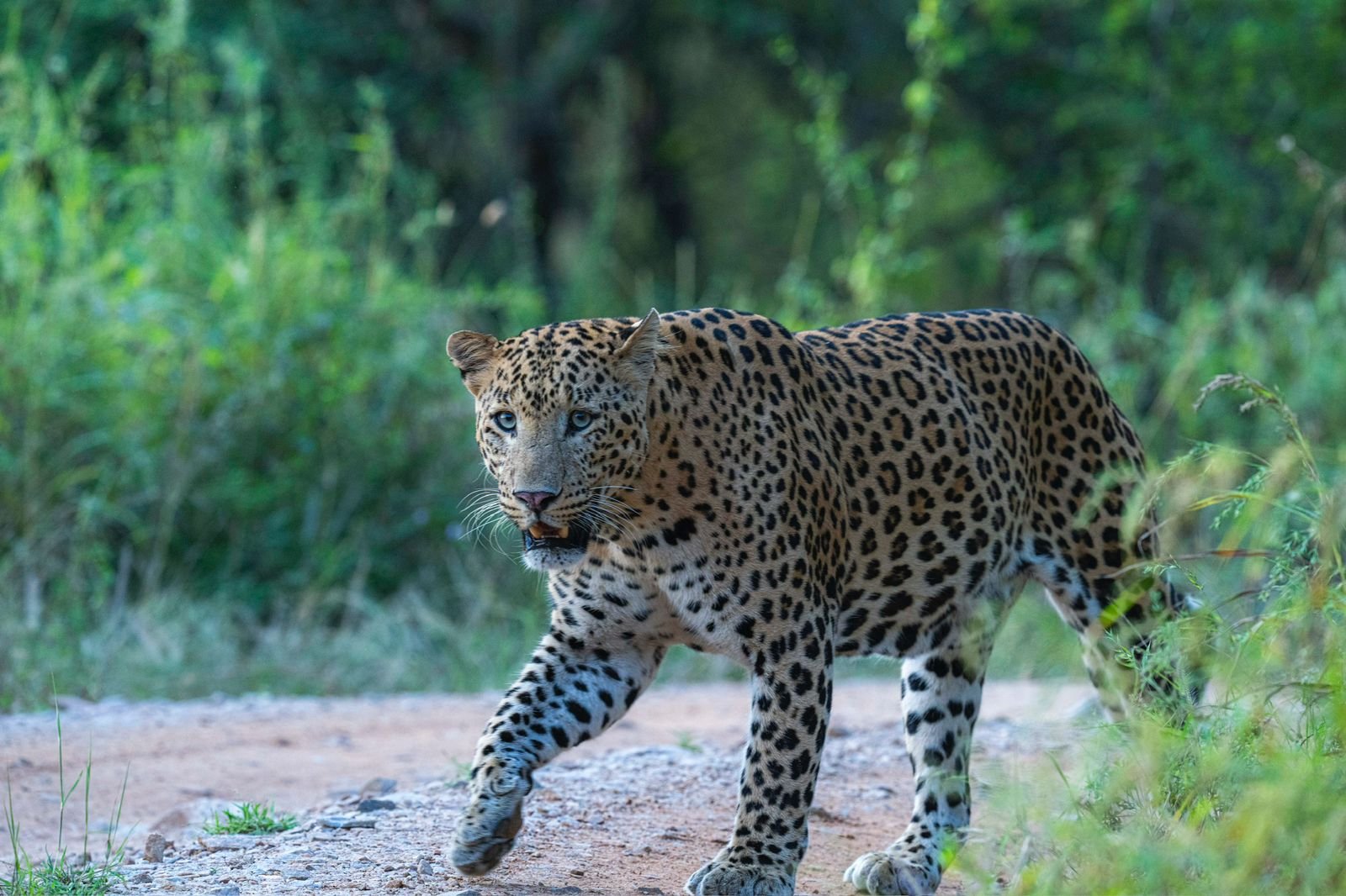 Leopard Safari
