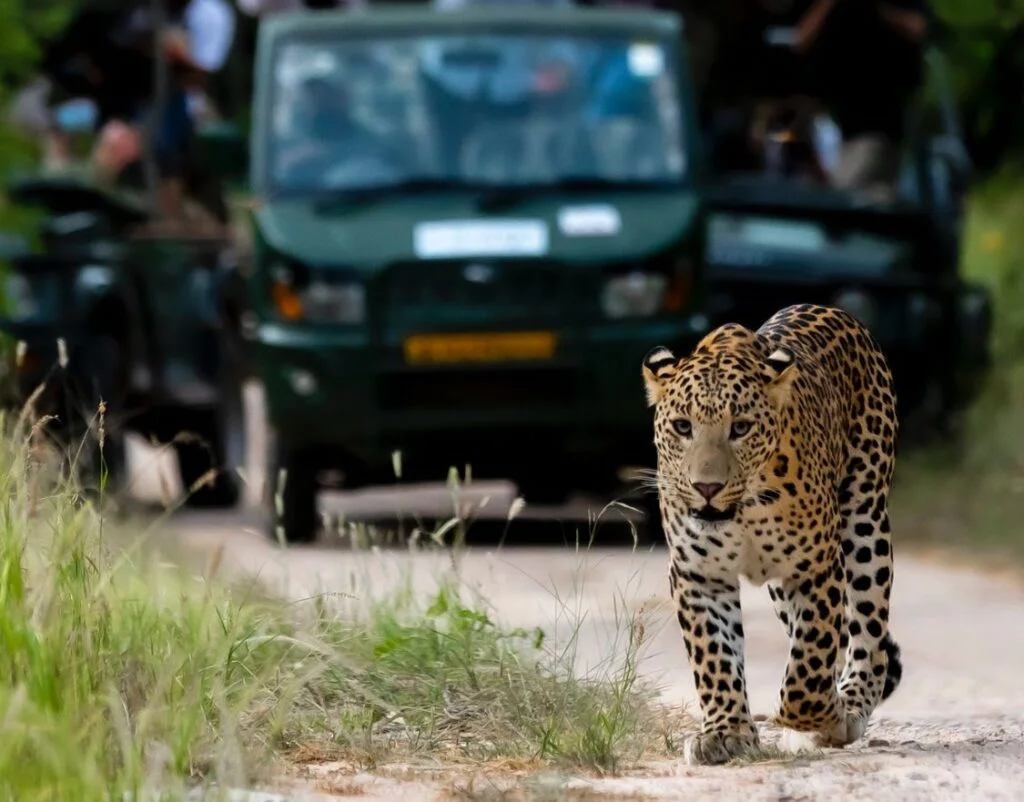 Leopard Safari