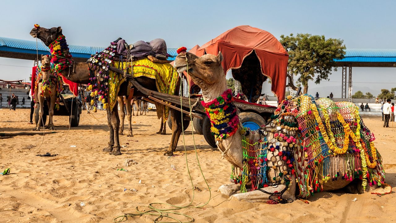 Pushkar Fair